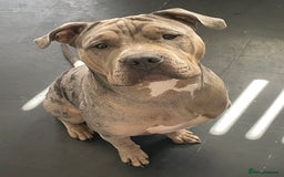 Mixed Breed dogs for sale: Bulldog - Image 2