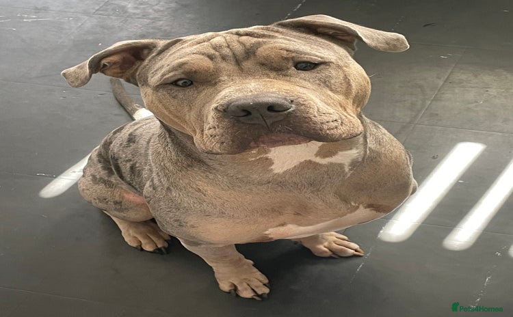 Mixed Breed dogs - Advert 20
