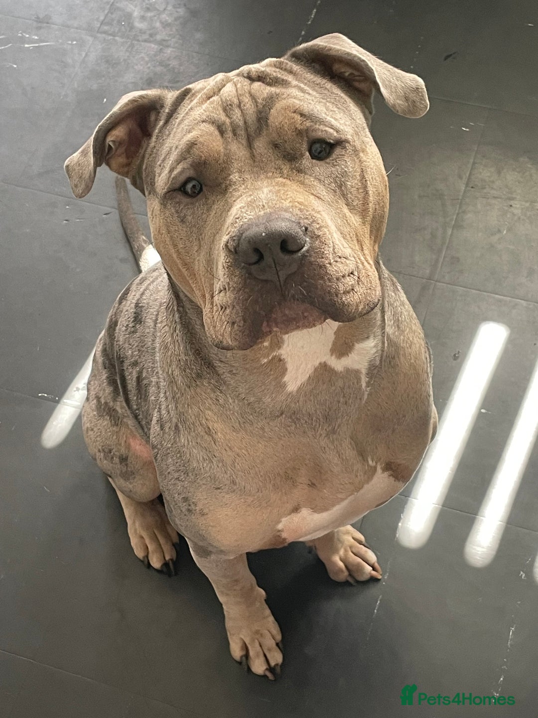 Mixed Breed dogs for sale: Bulldog - Image 2
