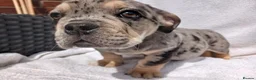 English Bulldog dogs for sale: Litter of Exotic English Bulldogs - Advert 9
