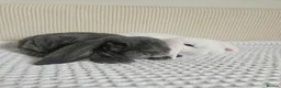 Mixed Breed rabbits for sale: Baby Velveteen lop - Advert 10