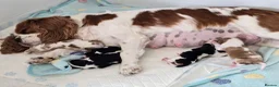 Cavalier King Charles Spaniel dogs for sale: MRI scanned parents fullY health tested - Advert 3