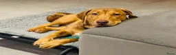 Mixed Breed dogs for adoption: Short Oso - Advert 16