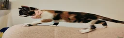 Mixed Breed cats for sale: 4 Loving kittens for sale  - Advert 13
