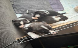 Border Collie dogs for sale: Border collie pups  - Image 7