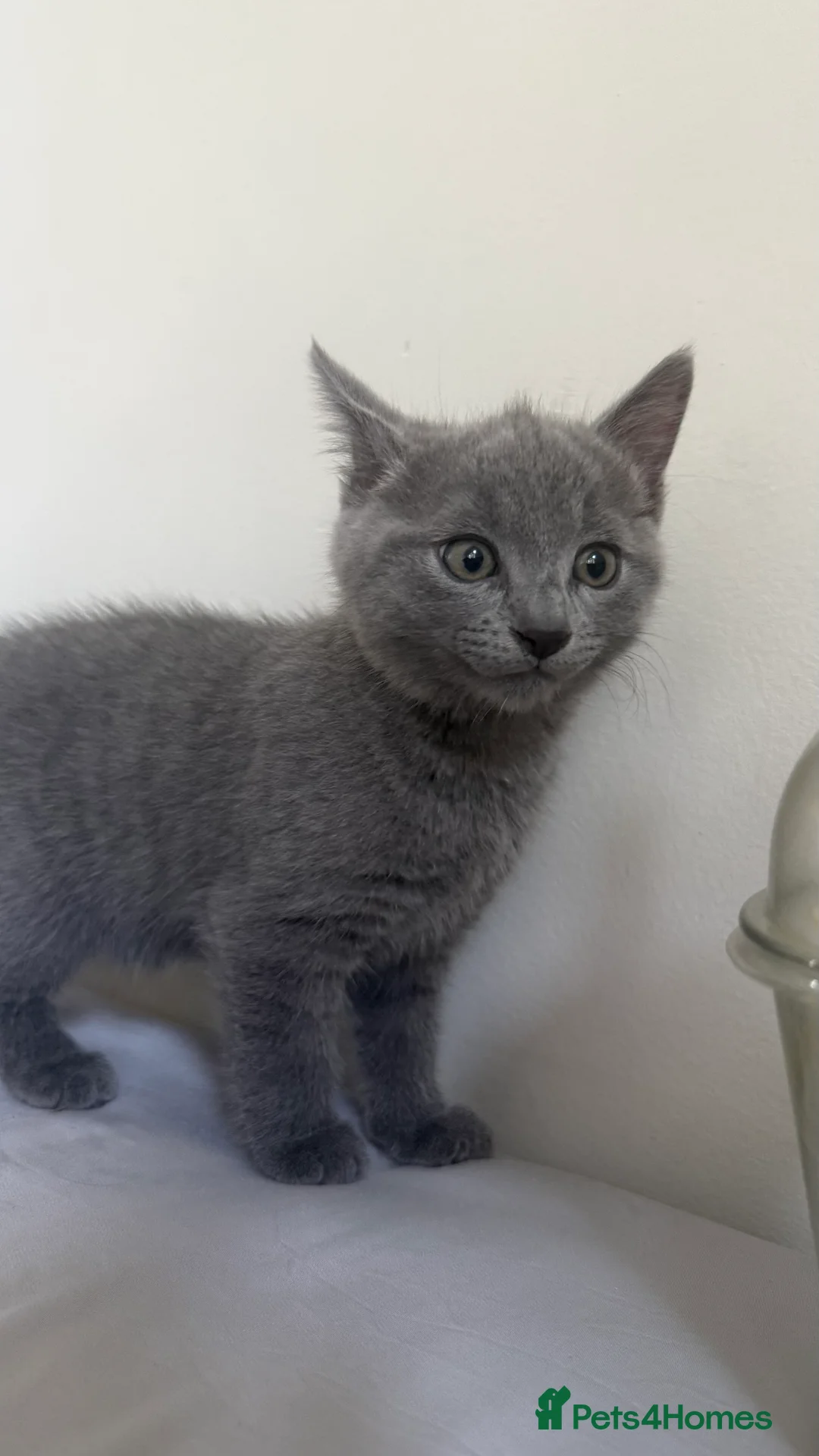 Mixed Breed cats for sale: Beautiful Russian Blue X BS looking for homes - Advert 2