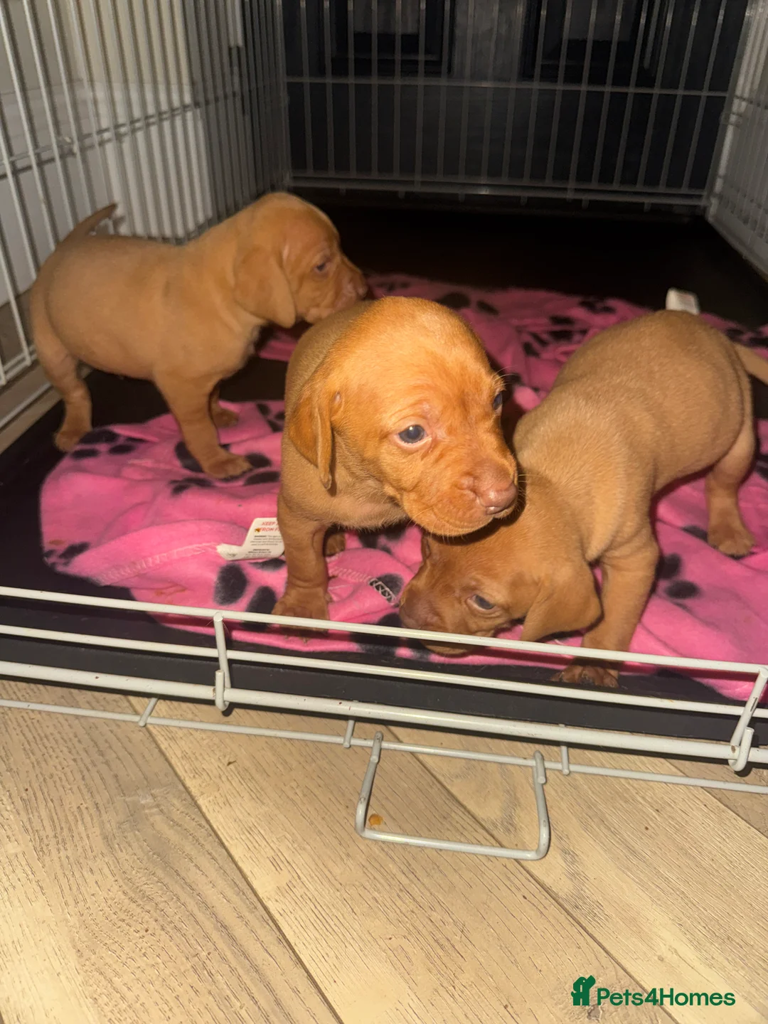 Hungarian Vizsla dogs for sale: Hungarian Vizsla KC Puppies excellent Pedigree - Advert 10