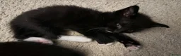 Mixed Breed cats for sale: 🖤💫beautiful black kittens for sale  - Advert 3