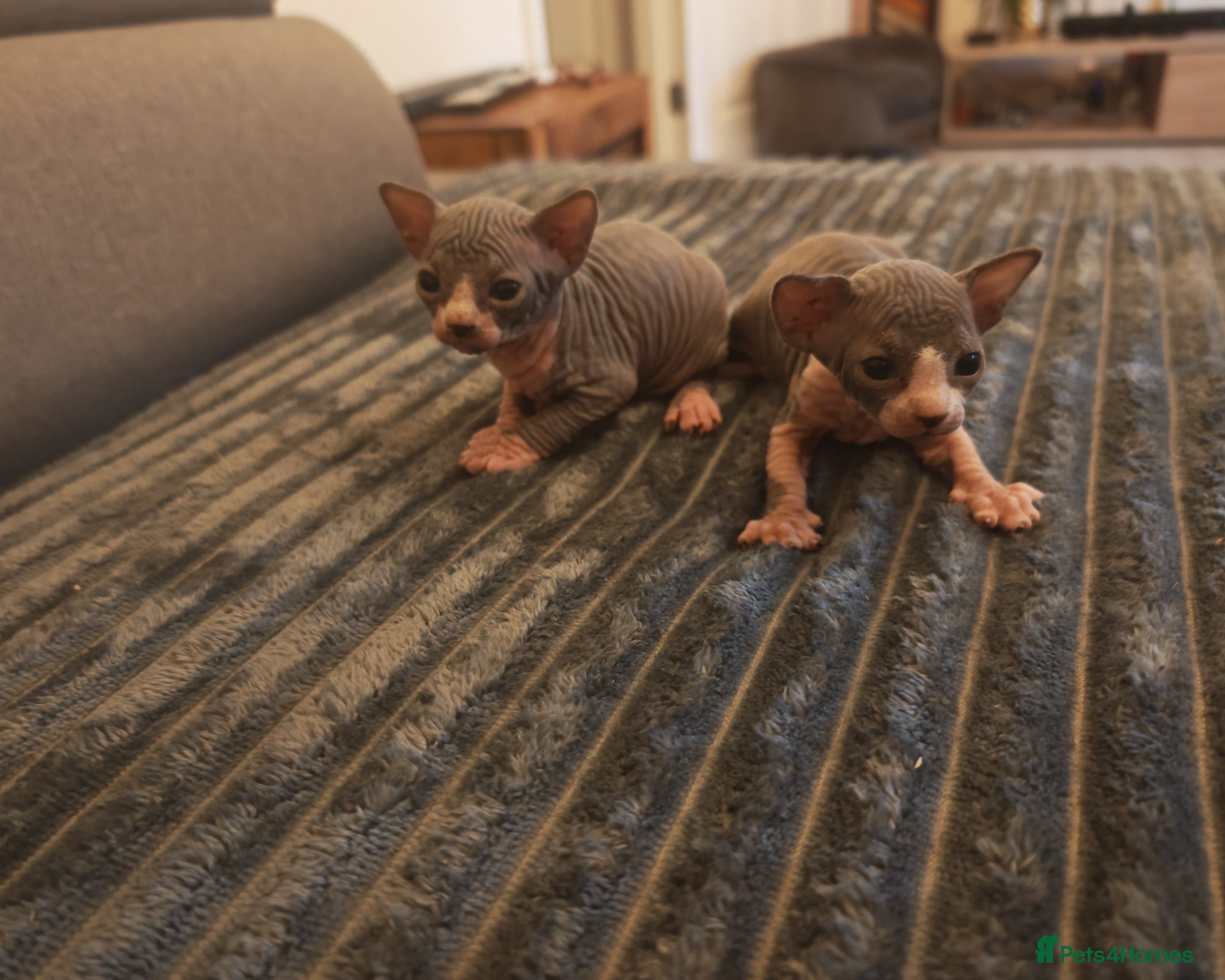 Sphynx cats Sphinx kittens  - Advert 4