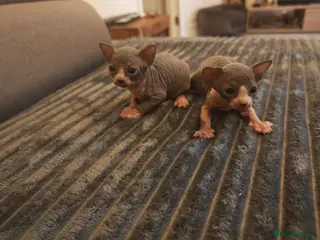 Sphynx cats Sphinx kittens - Advert 1