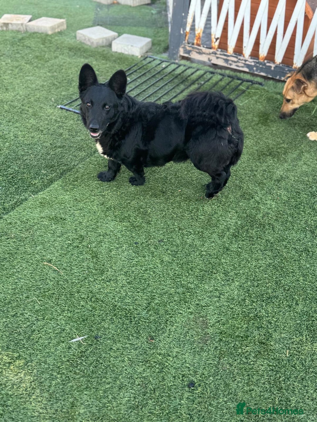 Mixed Breed dogs for adoption: Dashing Dave ready for a new home! - Image 14