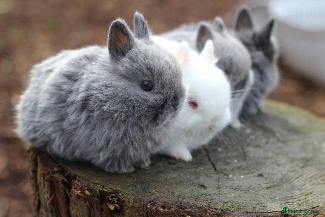 Netherland Dwarf rabbits for sale: Beautiful Netherland Dwarf Baby Rabbits  - Advert 13