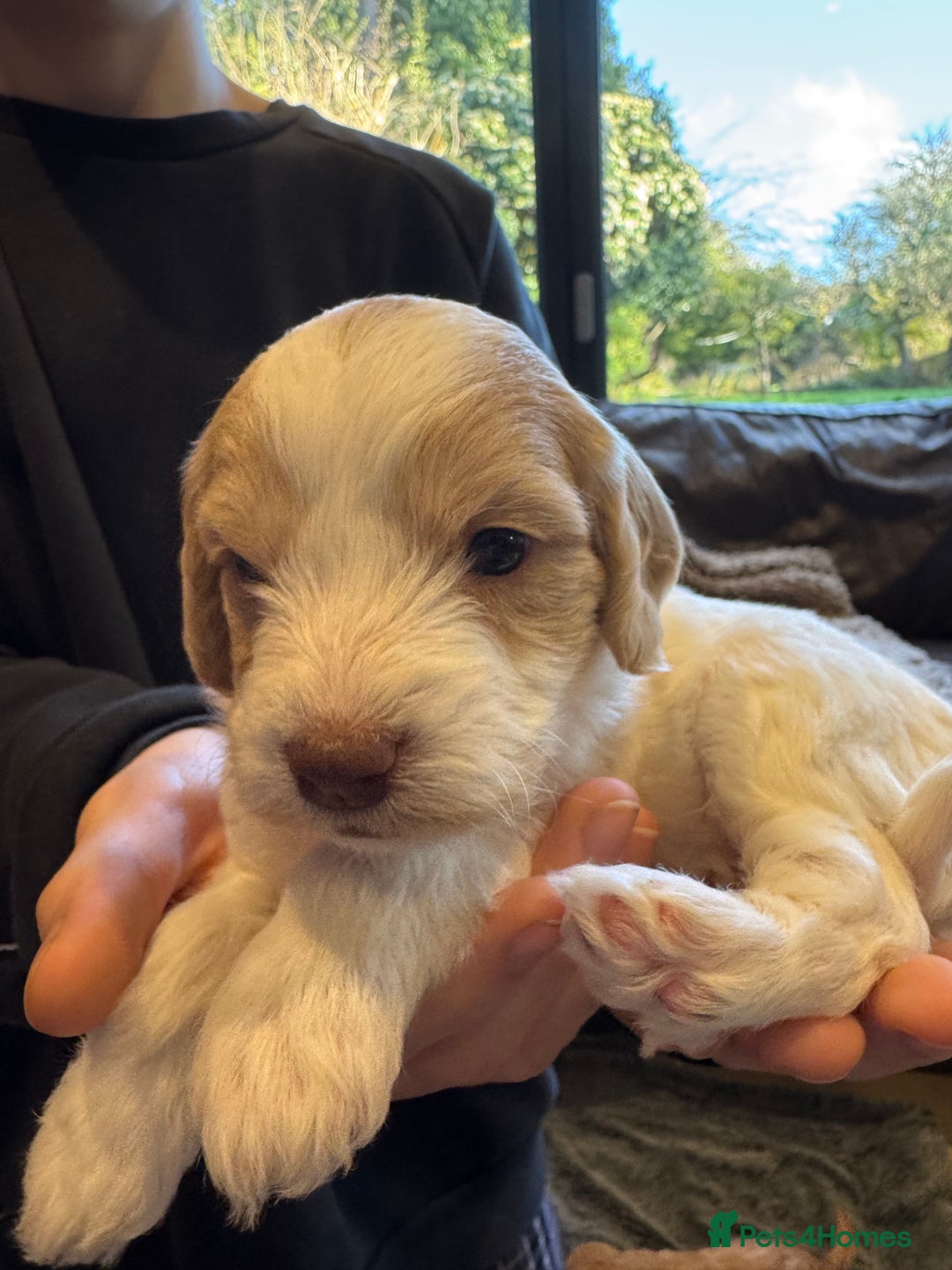Mixed Breed dogs for sale: Sprockerpoo puppies for sale - Advert 25