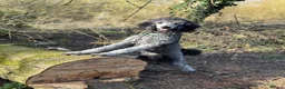 Standard Poodle dogs for stud: 💙 Stunning Silver Standard Poodle Stud 💙 in Rugby - Advert 12