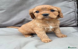 Cavapoo dogs for sale: Beautiful f1b cavapoo puppies  - Image 9