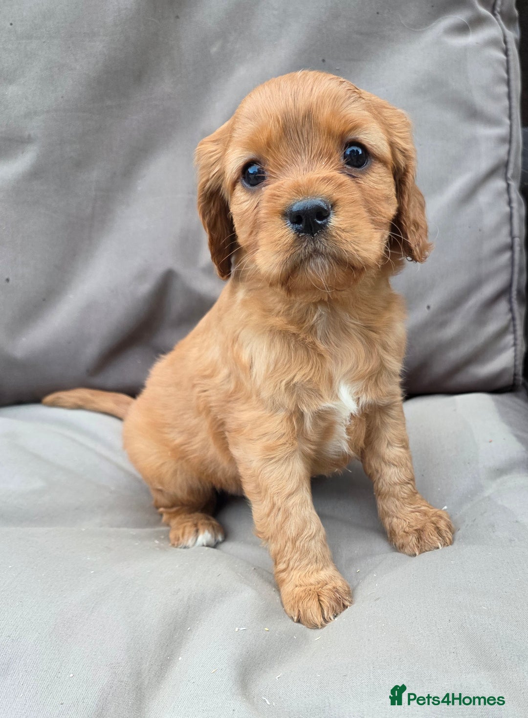 Cavapoo dogs for sale: Beautiful f1b cavapoo puppies  - Image 9