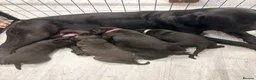 Cane Corso dogs for sale: Cane Corso puppy’s  - Advert 19