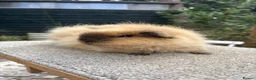 Guinea Pig rodents for sale: Pure Swiss Guinea Pig Boars (Bonded Dad and Son) - Advert 4
