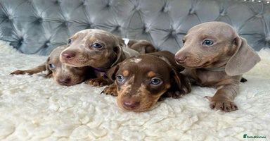 Miniature Dachshund dogs - Advert 13