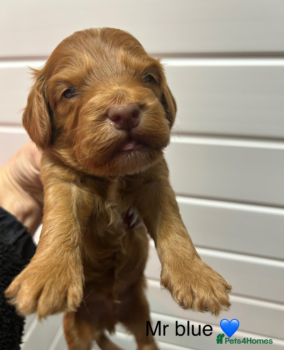 Cockapoo dogs for sale: F1 TOY SHOW TYPE DNA 🧬 CLEAR COCKAPOO BABIES 🧸 - Advert 4