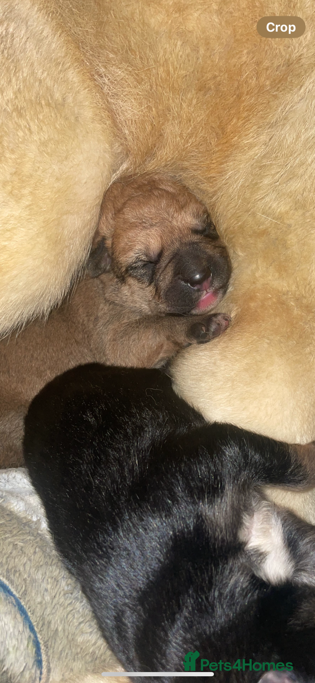 Mixed Breed dogs for sale: Malkita puppies 4 boys  - Image 9