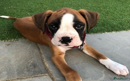Boxer dogs for sale: Cute Boxer Puppy for Rehome - Image 3