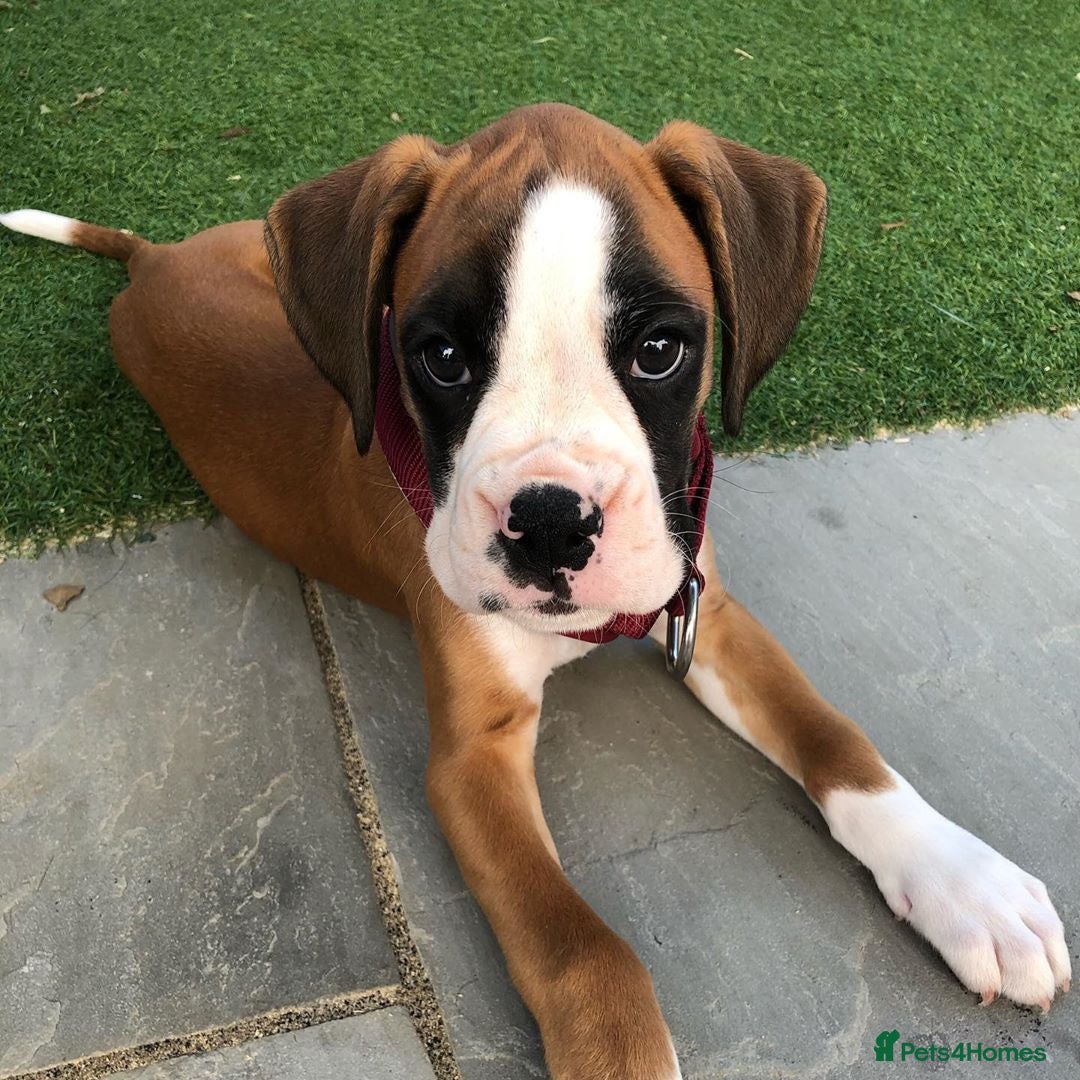 Boxer dogs for sale: Cute Boxer Puppy for Rehome - Image 3