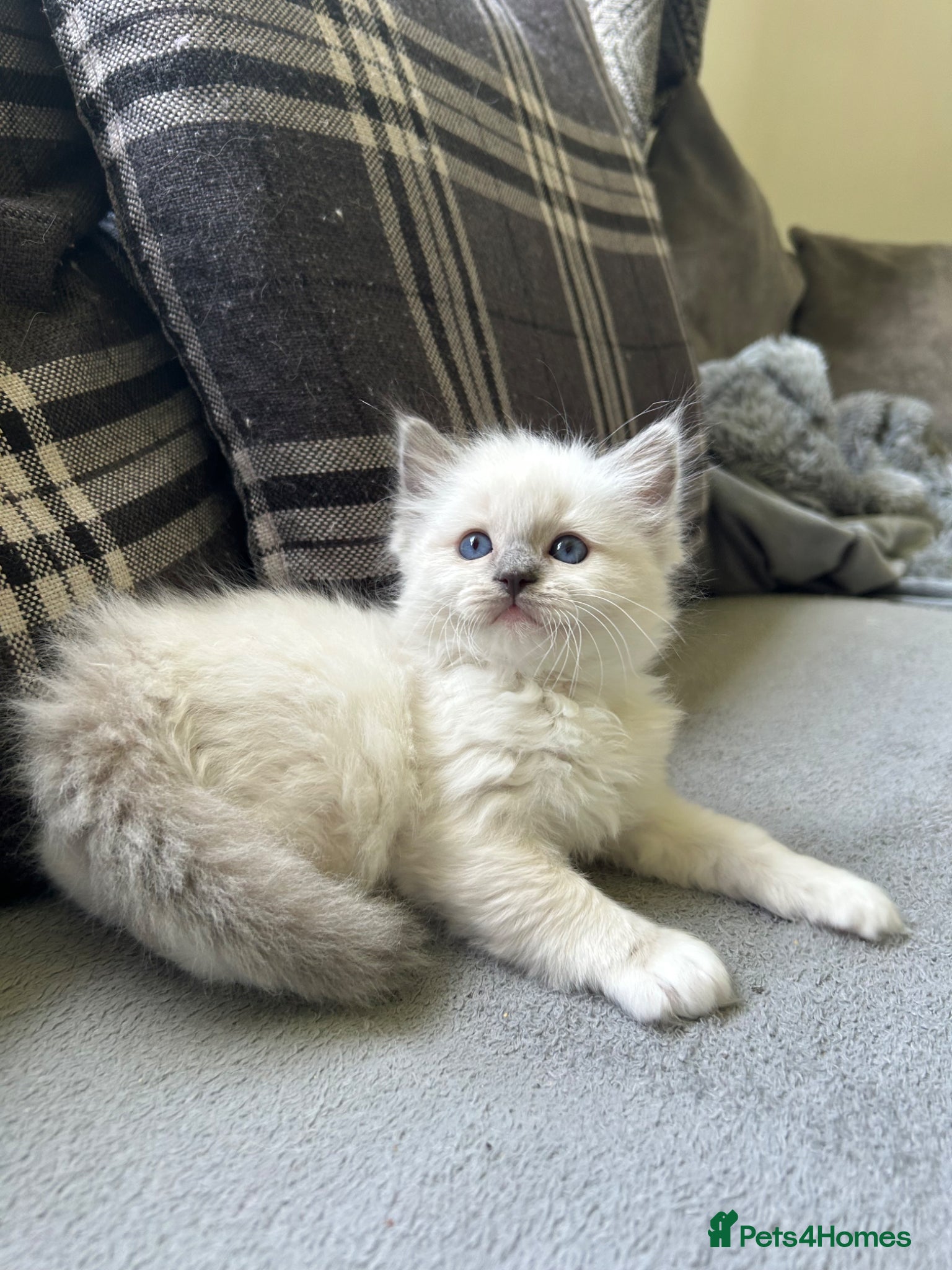Ragdoll cats Stunning blue mitted male Ragdoll kitten left - Advert 4