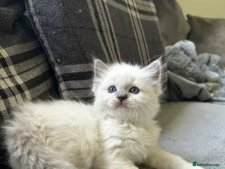 Ragdoll cats Stunning blue mitted male Ragdoll kitten left - Advert 4