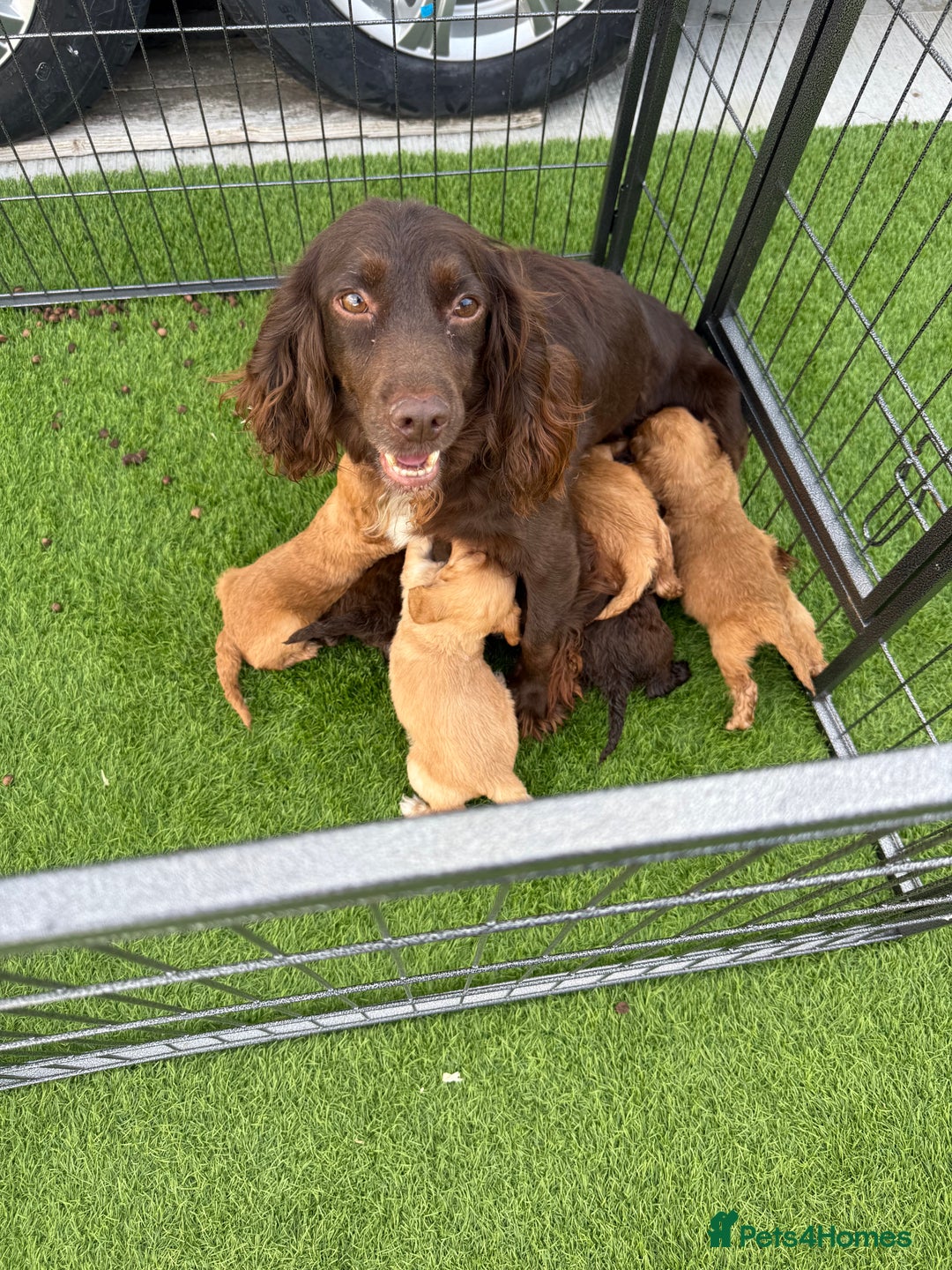 Cockapoo dogs for sale: Cockerpoo puppies - Image 2