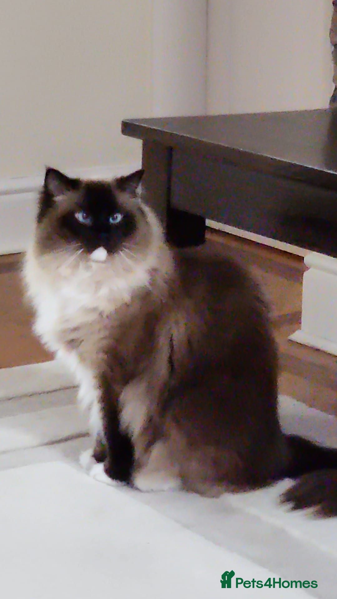 Persian cats Persian ragdoll  - Advert 1