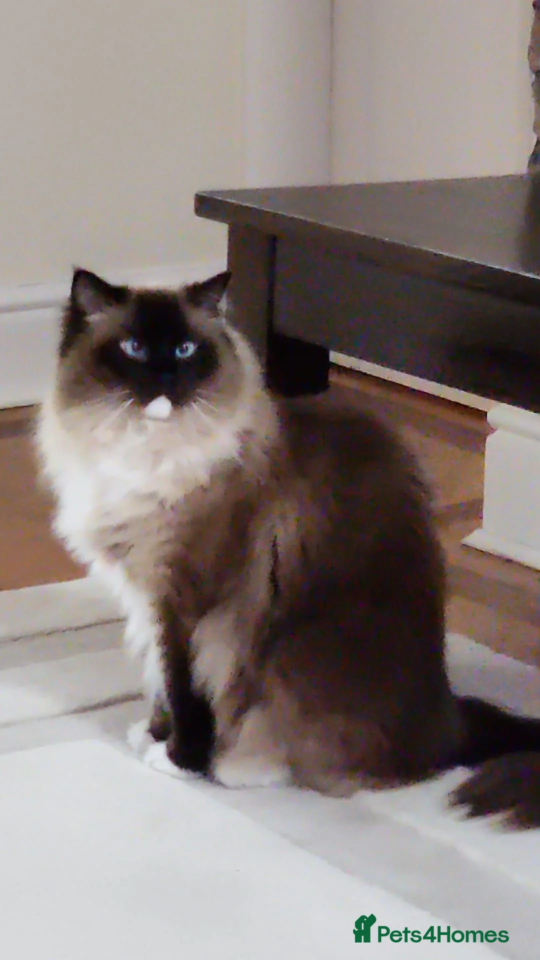 Persian cats for sale: Persian ragdoll  in Liverpool - Advert 1