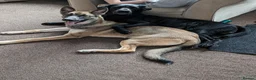 Mixed Breed dogs for sale: Puppies  - Advert 1