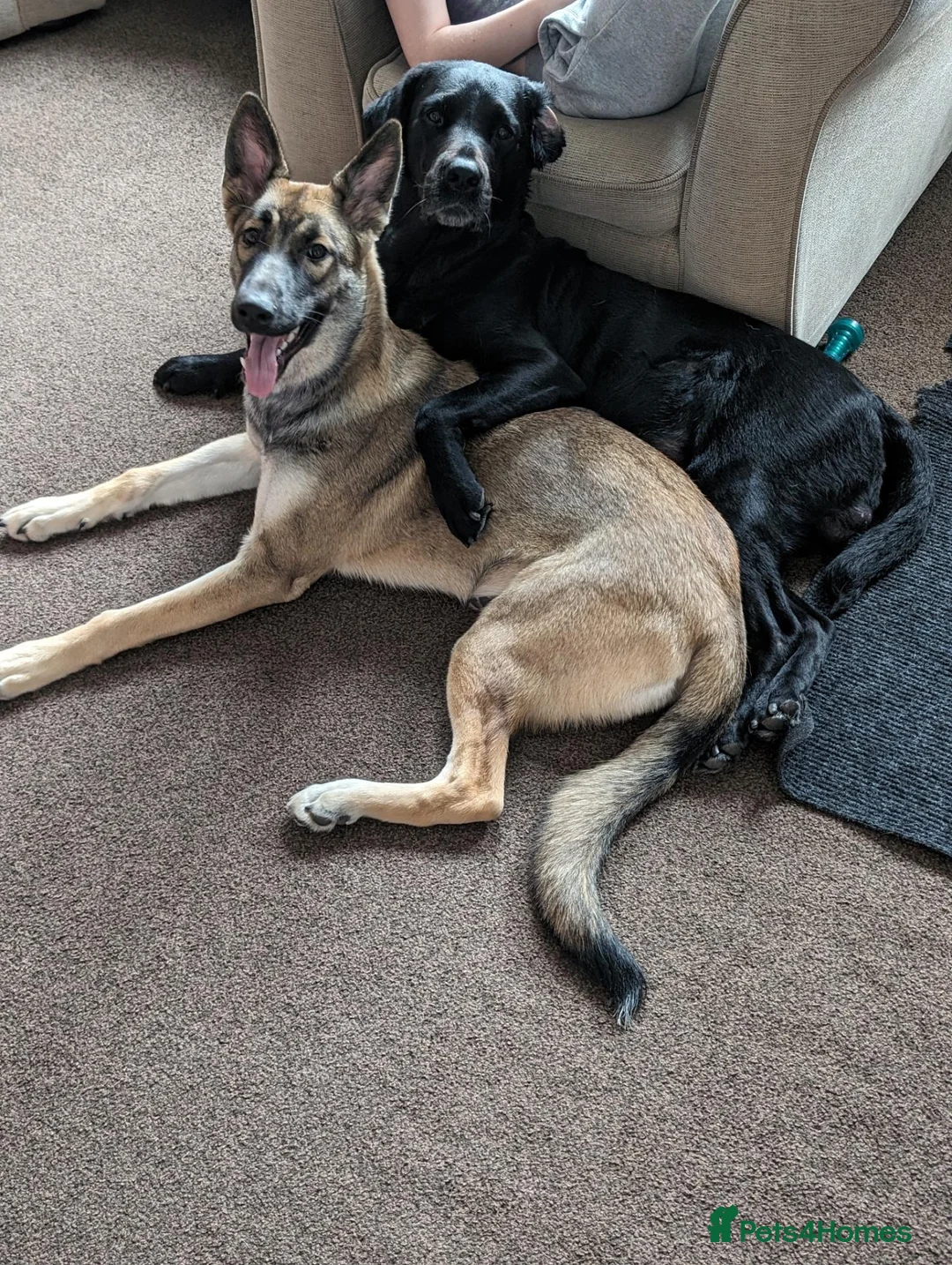 Mixed Breed dogs for sale: Puppies  - Advert 1