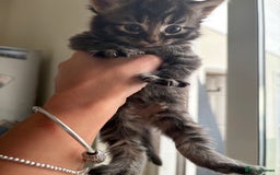 Mixed Breed cats for sale: Gorgeous, tan, black, grey Tabby Male Kitten 🐱  - Image 4