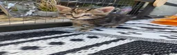 Mixed Breed cats for sale: Last female bengal x ASH x Bombaykittens 🐱 - Advert 21