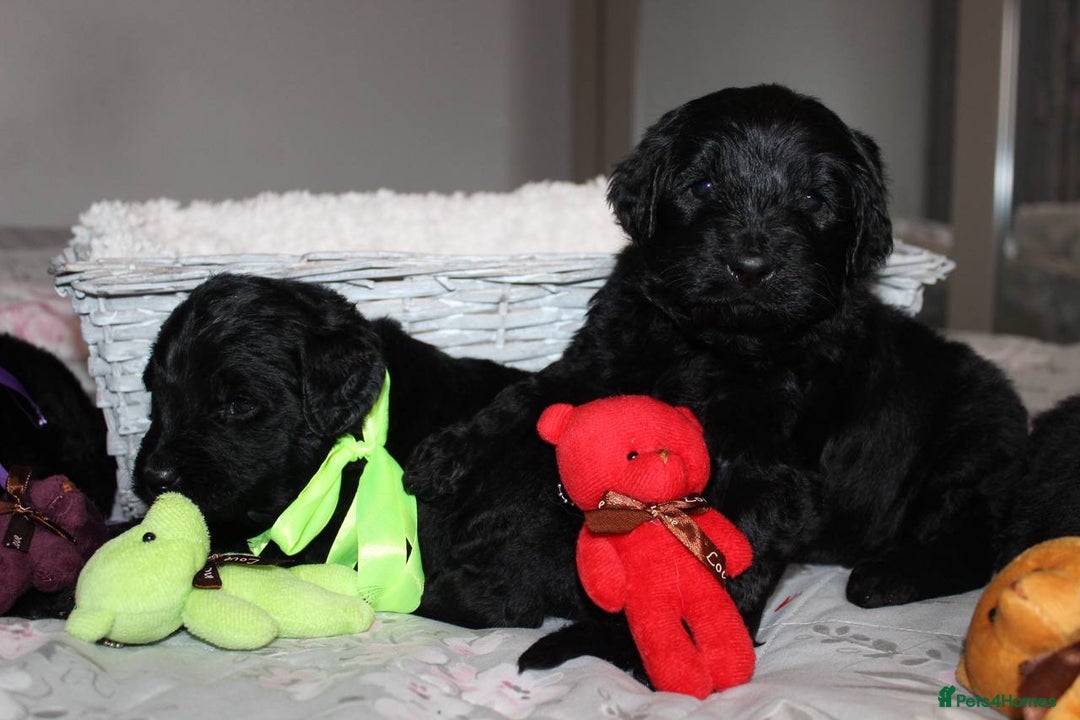 Goldendoodle dogs for sale: F1 Goldendoodle black Puppies - Advert 3