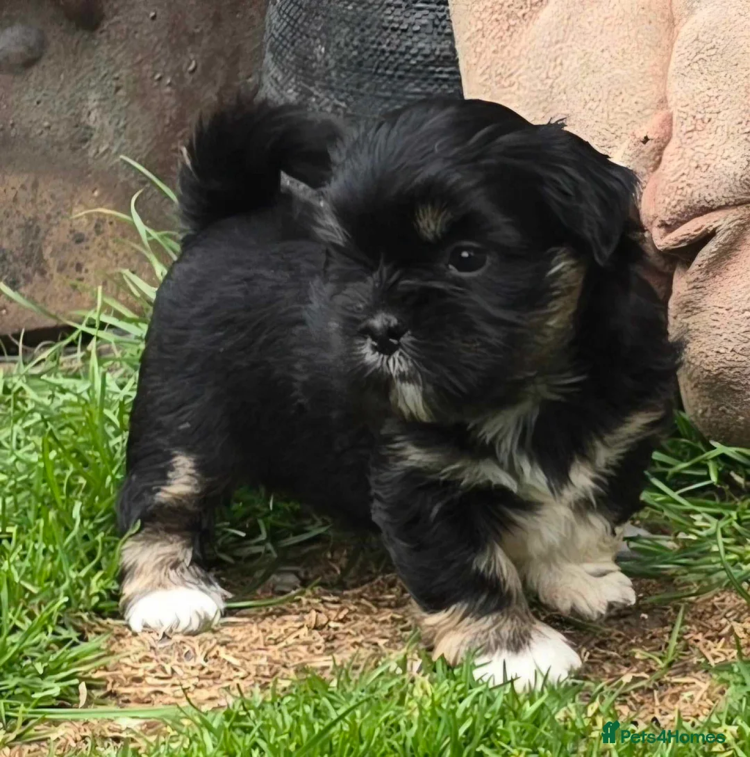 Lhasa Apso dogs for sale: Lhasa Apso Puppies, full of Mischief - Advert 7