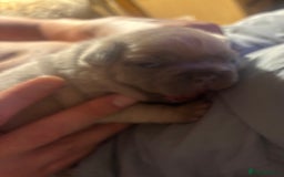 French Bulldog dogs for sale: French bulldogs  - Image 11