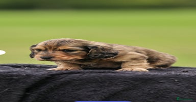 Dachshund dogs - Advert 2