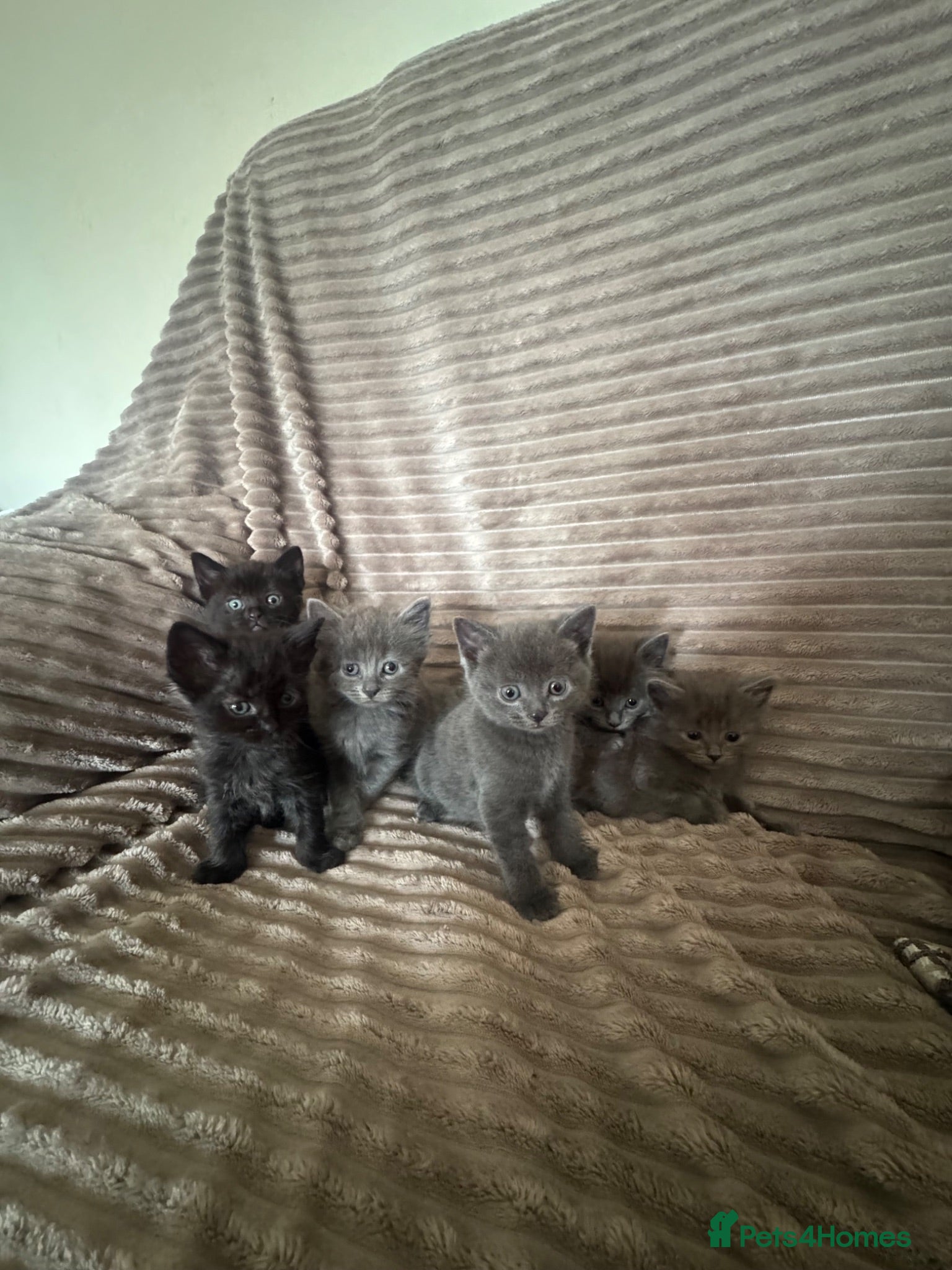 Maine Coon cats Mainecoon cross kittens looking for a forever home - Advert 7
