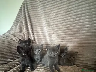 Maine Coon cats Mainecoon cross kittens looking for a forever home - Advert 7