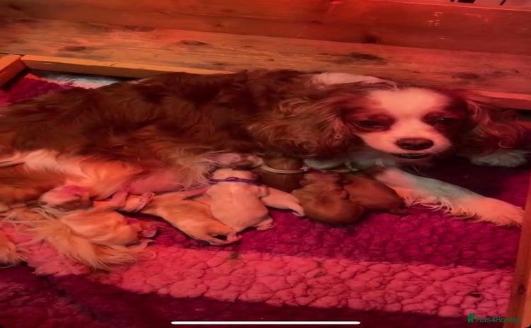 Cavalier King Charles Spaniel dogs Specialist Health Tested Cavalier King Charles  - Advert 5