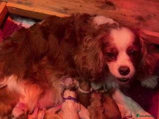 Cavalier King Charles Spaniel dogs Specialist Health Tested Cavalier King Charles - Advert 13
