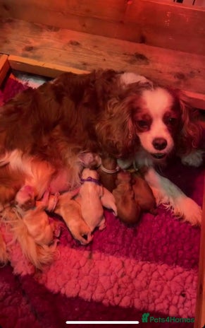 Cavalier King Charles Spaniel dogs Specialist Health Tested Cavalier King Charles - Advert 1