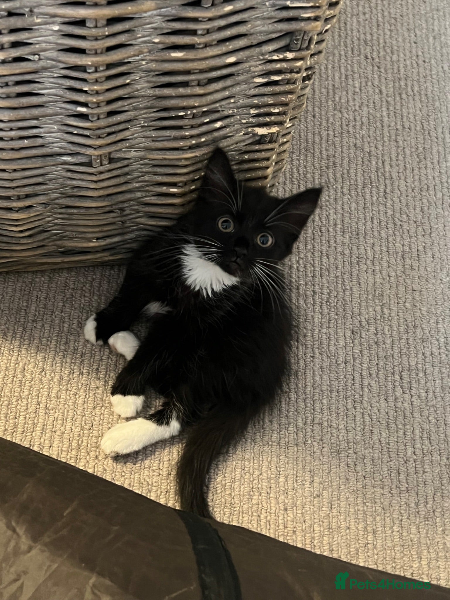 Mixed Breed cats LAST Kitten READY TO LEAVE - Advert 2