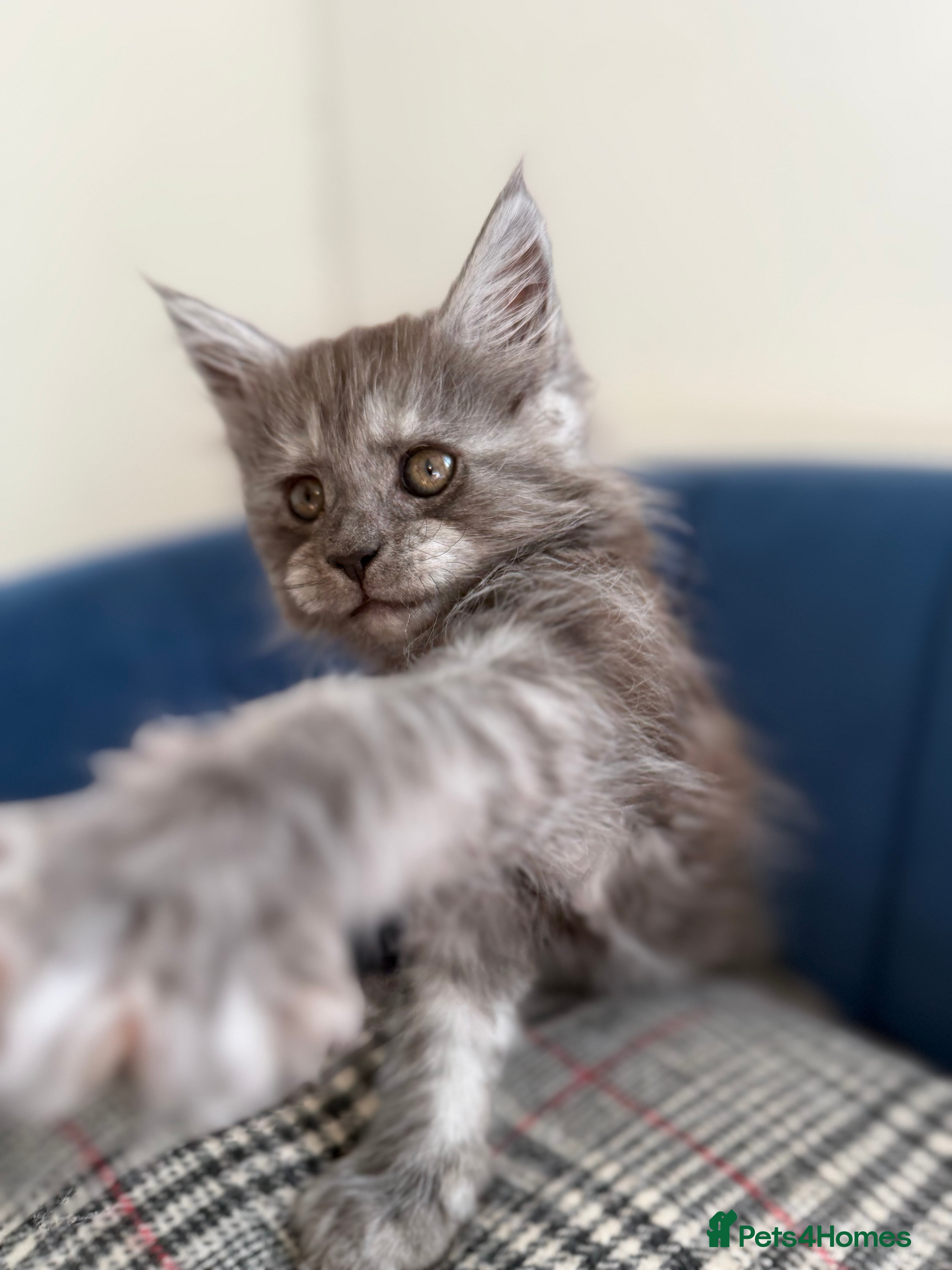 Maine Coon cats Maine Coon Kittens 🏆 Ready now. - Advert 5