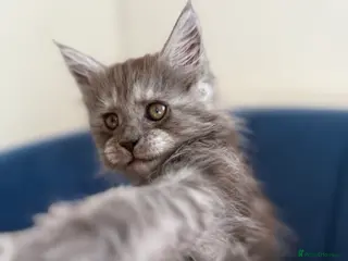 Maine Coon cats Maine Coon Kittens 🏆 Ready now. - Advert 5