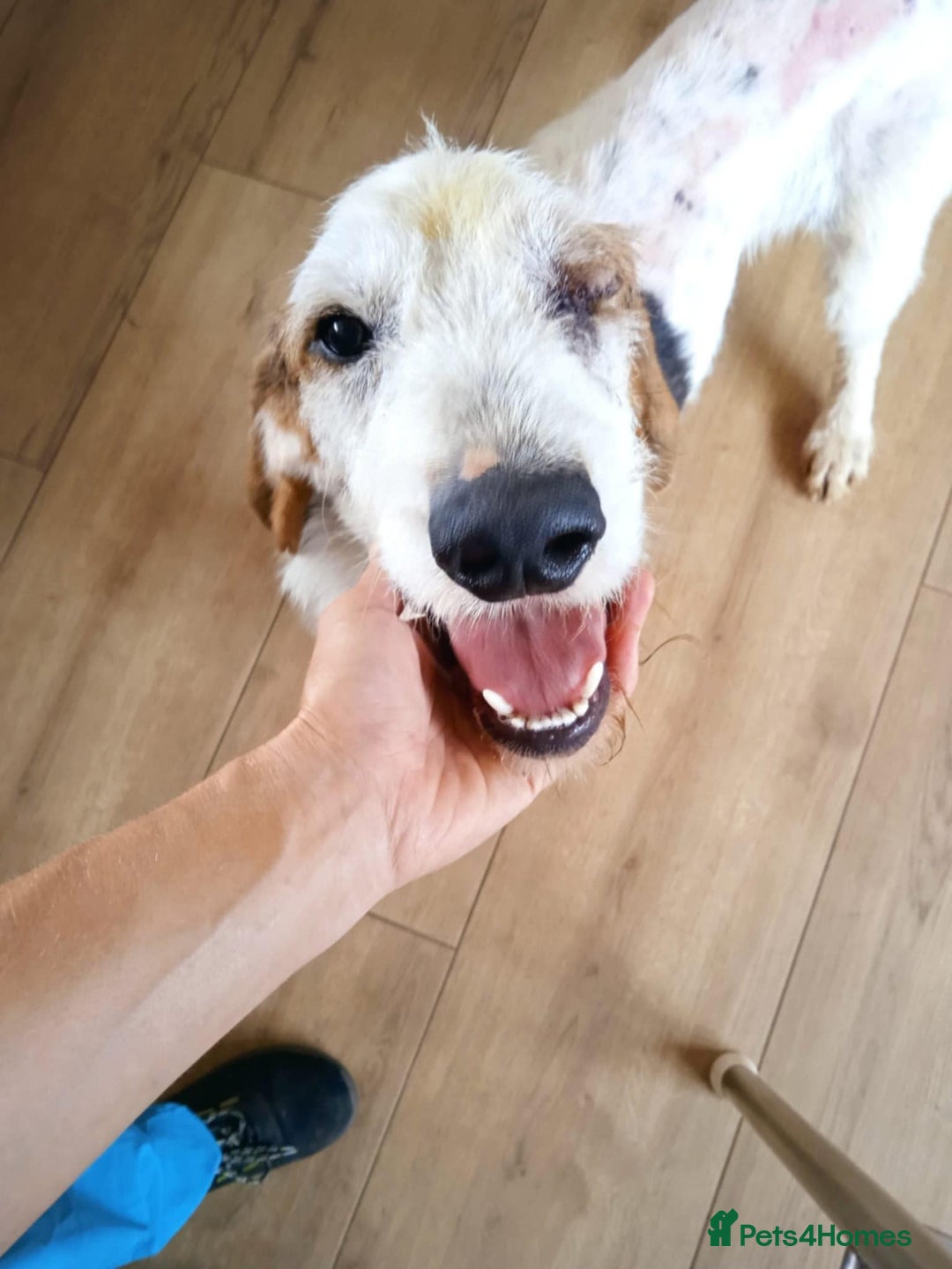 Mixed Breed dogs for adoption: Fun loving Griffon Phoenix looking for a home - Image 7