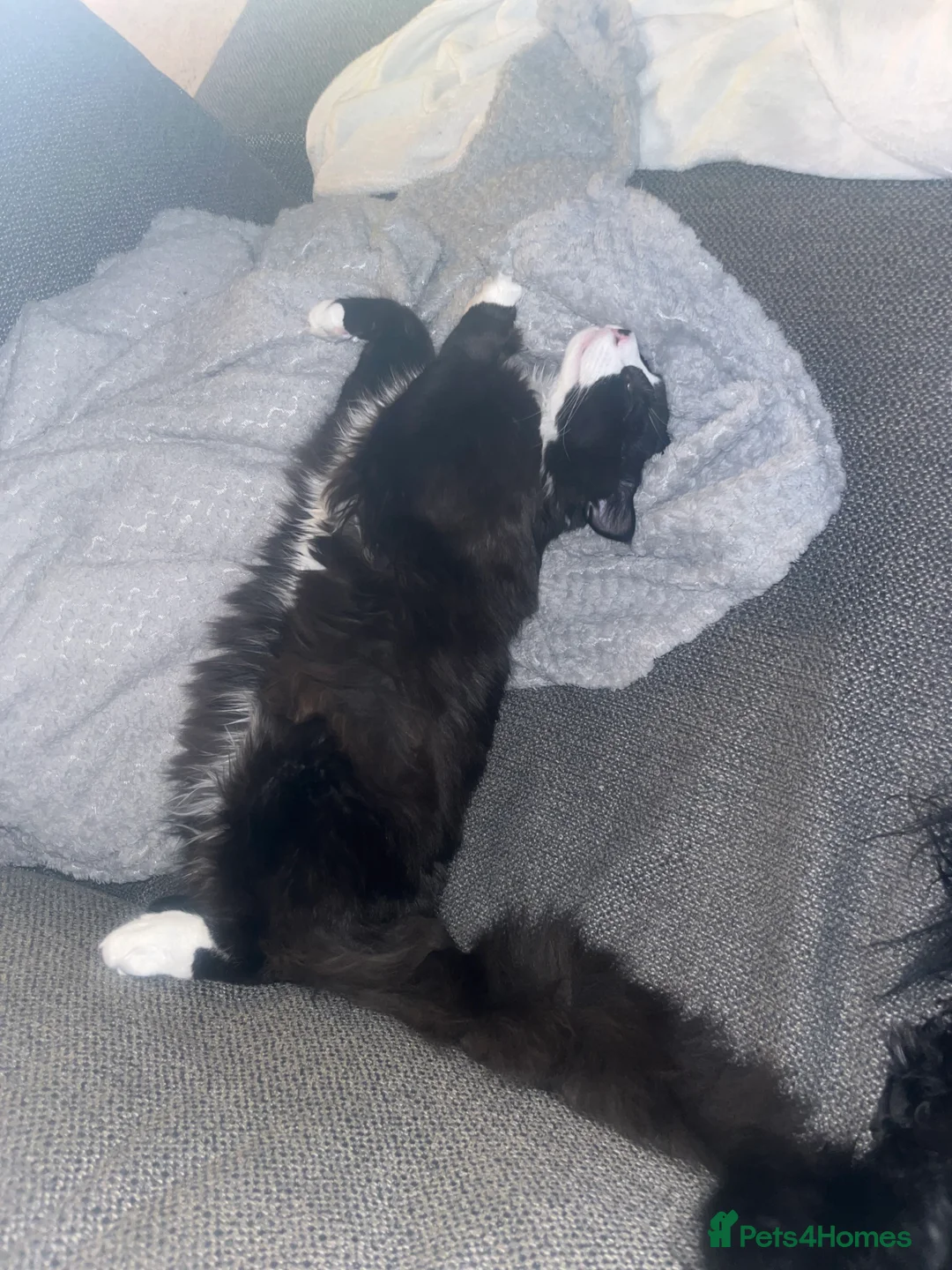 Mixed Breed cats for sale: 8 month old medium haired male - Advert 6